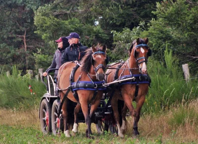 14eme-edition-de-La-Route-Randonnee-Decouverte-8211-28-07-2026-8211-Miers_3740023