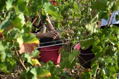 2-Experience-vendanges-8211-13-09-2025-8211-Plaine-et-Vallees_2902061