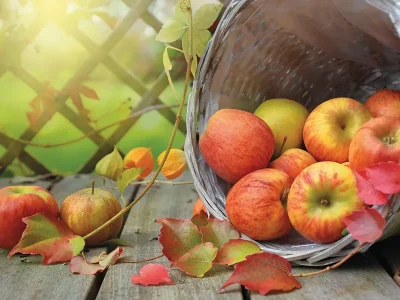 30ieme-Fete-du-Cidre-8211-19-10-2025-8211-Flavignac_3151205