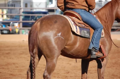77-Ranch_1061585