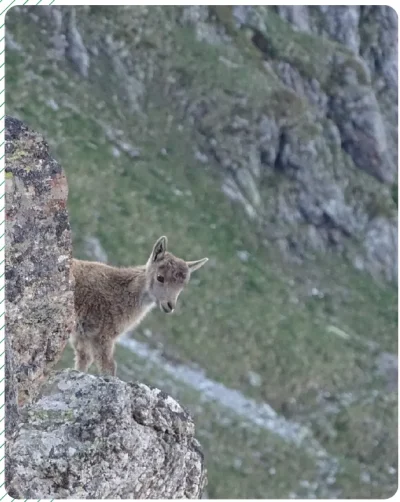 A-la-decouverte-de-la-faune-pyreneenne-8211-27-08-2025-8211-Laruns_2906278