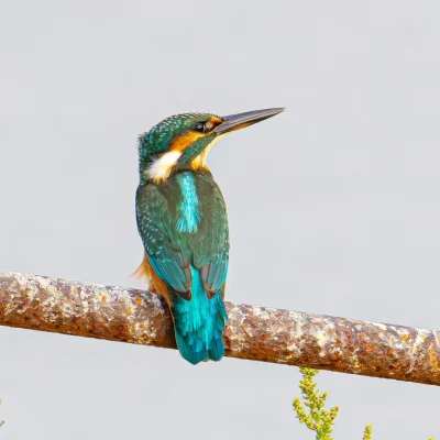 A-la-decouverte-des-oiseaux-des-roselieres-et-des-marais-8211-17-08-2025-8211-Arles_2876572