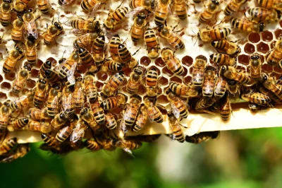 A-la-decouverte-du-Rucher-De-Vignerie-et-de-ses-innovations-en-matiere-de-protection-des-abeilles-8211-10-09-2025-8211-Saint-Laurent-sur-Gorre_3016512