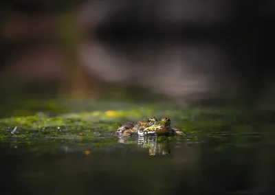A-la-recherche-des-amphibiens-et-des-reptiles-8211-14-06-2025-8211-Morogues_2584841