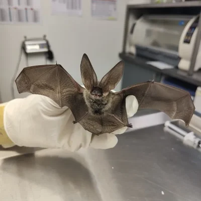 A-la-rencontre-des-chauves-souris-avec-la-LPO-8211-08-08-2025-8211-Andernos-les-Bains_2129566
