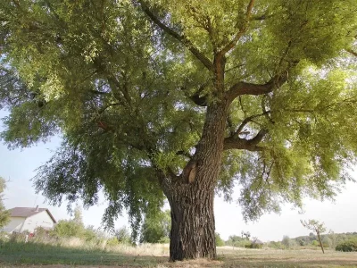 ARBORETUM_327719