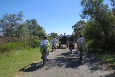 ARLES-8211-Le-chemin-des-taureaux-a-velo-8211-Arles_2901530