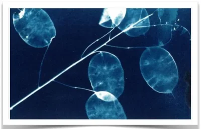 ATELIERS-CYANOTYPES-8211-23-07-2025-8211-Saint-Germain-de-Calberte_2993946