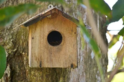 Aider-les-oiseaux-en-hiver-les-vrais-bons-gestes-8211-25-10-2025-8211-Anglet_3107446