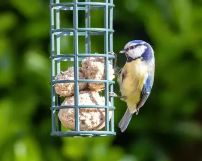 Aidons-nos-oiseaux-8211-22-10-2026-8211-Limoges_3895476