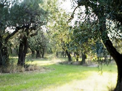 Alpilles-Mouries-8211-Aureille-Au-coeur-d039une-oliveraie_25347