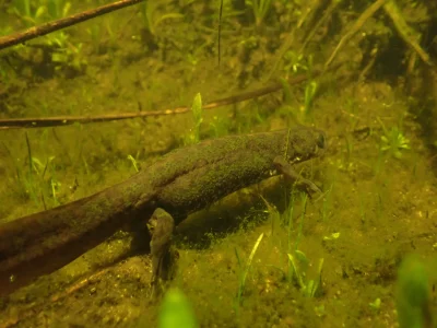 Amphibiens-8211-13-03-2026-8211-Saint-Leger-de-Balson_3480597