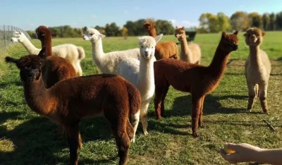 Animalaine-Alpagas-de-la-Vallee-du-Lot-8211-Tremons_3618145