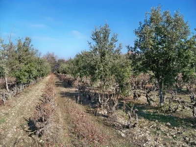 Animation-de-la-LPO-L039environnement-trufficole-8211-21-11-2026-8211-Saint-Gery-Vers_3818603