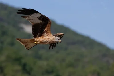 Animation-de-la-LPO-Observation-des-oiseaux-8211-05-09-2026-8211-Saint-Vincent-Rive-d039Olt_3802633