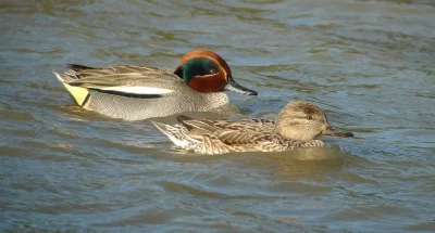 Animation-de-la-LPO-Oiseaux-migrateurs-au-Lac-de-Bannac-8211-27-09-2026-8211-Laramiere_3818589
