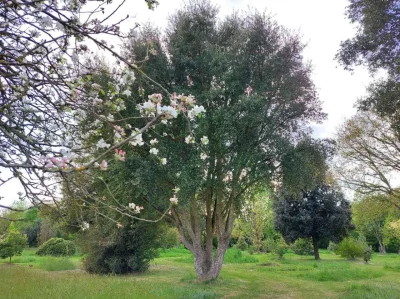 Animation-les-arbres-dornement-adapte´s-au-changement-climatique-8211-Arboretum-de-la-Petite-Loiterie-8211-Monthodon_3765117