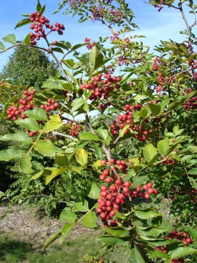Animation-les-arbres-et-arbustes-comestibles-8211-Arboretum-de-la-Petite-Loiterie-8211-Monthodon_3757947