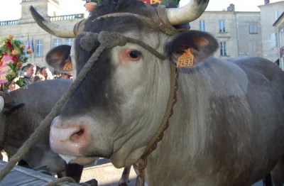 Annule-8211-Fete-des-Boeufs-Gras-de-Captieux-a-l039ESAT-8211-08-02-2026-8211-Captieux_3394096