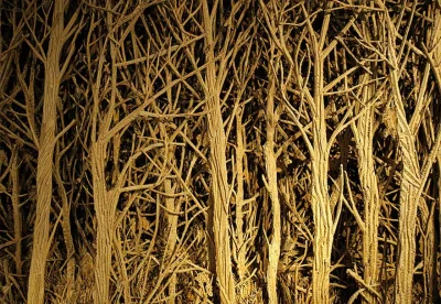 Apero-Art-et-Histoire-Balade-a-travers-bois-quand-l039art-montre-la-foret-Micro-Folie-8211-09-10-2025-8211-Ussel_2985891