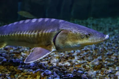 Aquarium-de-Touraine-8211-Amboise_1948487
