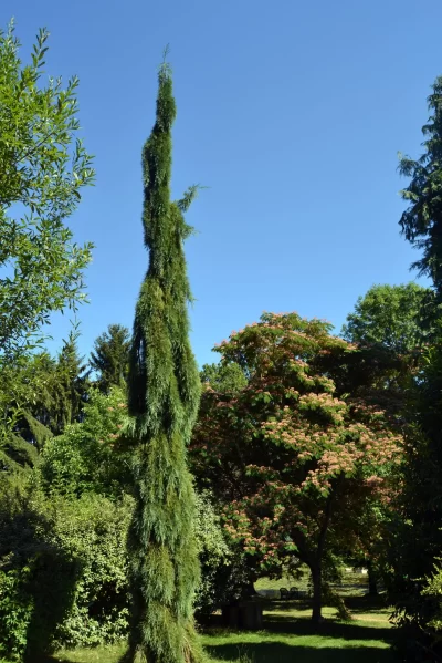Arboretum-AL-GAULHIA_496284