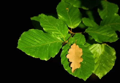 Arboretum-de-Ville-sur-Lumes_566835