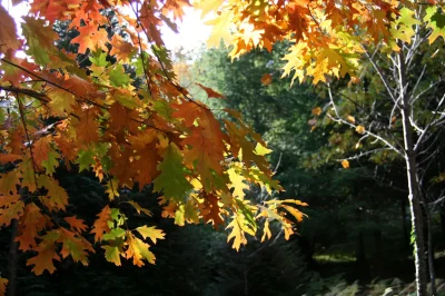 Arboretum-de-la-Fot-8211-Noth_2656531
