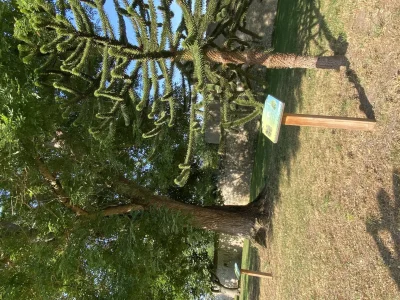 Arboretum-des-Ormes-8211-Les-Ormes_3857476