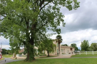 Arbre-de-la-Liberte-8211-Saint-Avit-de-Soulege_1322581