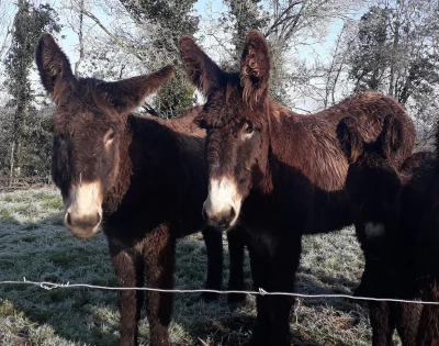 Asinerie-anes-de-la-Petite-Creuse-8211-Cheniers_2092183-1