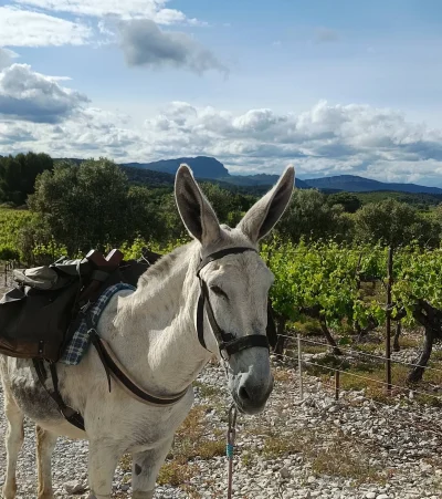 Asinerie-de-la-Huerta-8211-Teyran_3724904