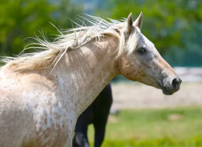 Association-Equestre-quotAux-equins-d039asthariquot-Saint-Privat-des-Pres_1047241