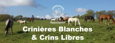Association-crinieres-blanches-et-crins-libres-en-fete-8211-31-08-2025-8211-Jourgnac_2938272
