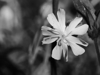 Atelier-Photos-Le-Printemps-en-Noir-amp-Blanc-8211-Ingrannes_3548757