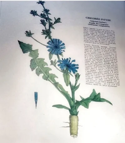 Atelier-Plantes-Medicinales-8211-12-02-2026-8211-Egletons_3484161