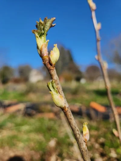 Atelier-bourgeons-8211-14-03-2026-8211-Arnac-la-Poste_3572349