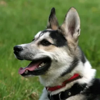 Atelier-conference-sur-les-animaux-a-la-ferme-prevention-morsures-de-chiens-8211-24-10-2026-8211-Montclera_3855567