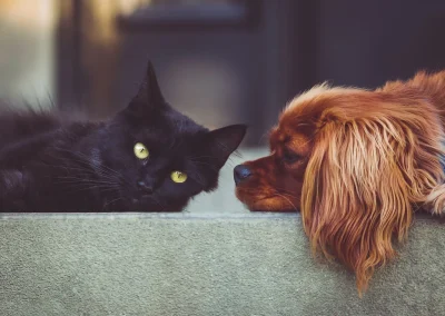 Atelier-conference-sur-les-animaux-a-la-ferme-soins-aux-fleurs-de-Bach-pour-chiens-et-chats-8211-21-10-2026-8211-Montclera_3852624