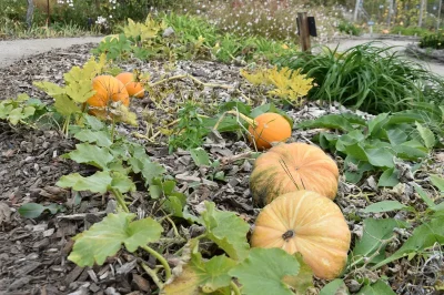 Atelier-d039automne-creusage-de-citrouilles-8211-18-10-2025-8211-La-Bussiere_2585194