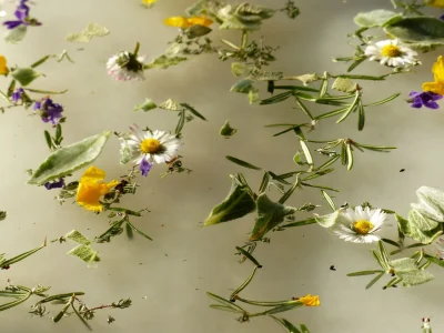 Atelier-de-pratique-artistique-Papiers-amp-vegetal-8211-06-08-2025-8211-Le-Malesherbois_2761152