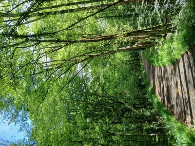 Atelier-de-sylvoenergetique-decouvrez-les-bienfaits-des-arbres-8211-Feins-en-Gatinais_3634387