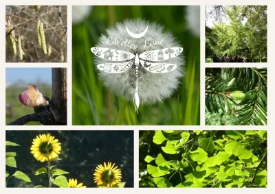 Atelier-decouverte-de-la-Gemmotherapie-8211-04-03-2026-8211-Neuvic_3466324