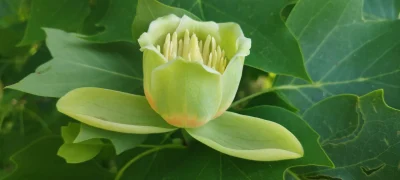 Atelier-formation-plantes-8211-27-09-2025-8211-Saint-Priest-les-Fougeres_3033853