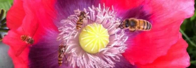 Atelier-insectes-qui-piquent-8211-16-04-2026-8211-Saint-Martin-de-Seignanx_3358060