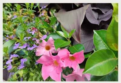 Atelier-quotcreer-sa-jardiniere-d039etequot-aux-pepinieres-Passedat-8211-17-05-2025-8211-Prayssac_2300892