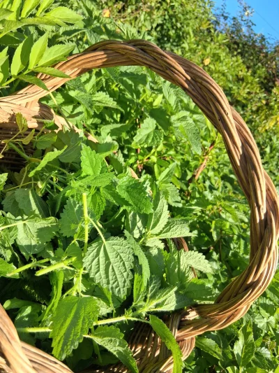 Atelier-remedes-et-bienfaits-des-plantes-sauvages-8211-18-05-2026-8211-Saint-Maurice-sur-Adour_3482881