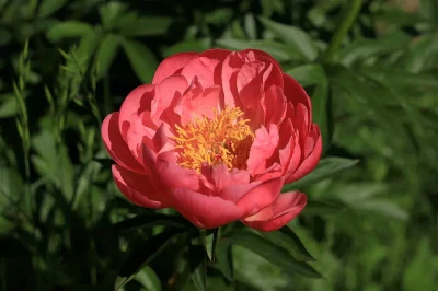 Ateliers-de-composition-florale-a-Blaye-8211-12-03-2026-8211-Blaye_3476741