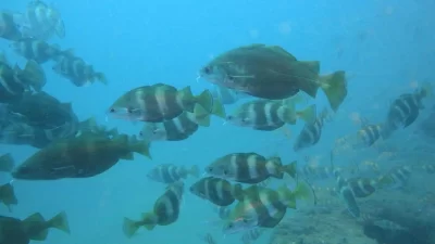 Atlantique-Plongee-Bassin_1134752