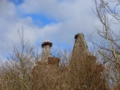Au-chateau-des-cigognes-8211-21-02-2026-8211-Saint-Fromond_3326210